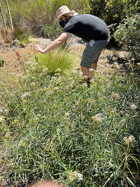 Ethan collecting seeds - CSUN Newsroom