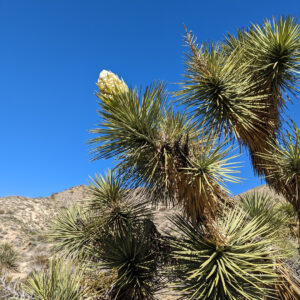 Flowering Joshua tree