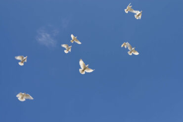 doves flying in the sky