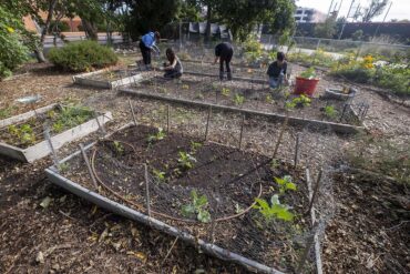 Students work in the planter beds in the CSUN G.A.R.D.E.N.