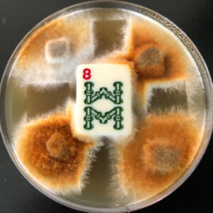 A plate with fungal cultures with a mahjong game tile in the center.