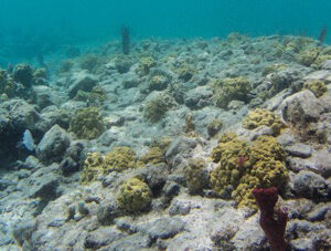 yellow mustard hill coral reef