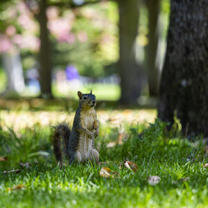 A squirrel sits up on his haunches on the grass.