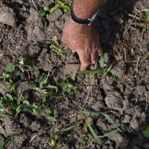 Hand lifting debris from a field.