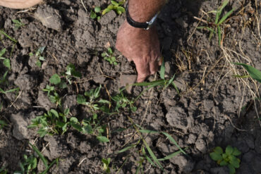 Hand lifting debris from a field.