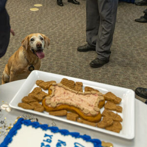 A large bone-shaped cake is on a table in the foreground, dog is in the background.