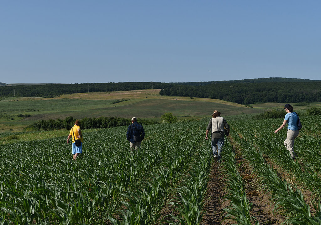 Four people walking through rows of crops.