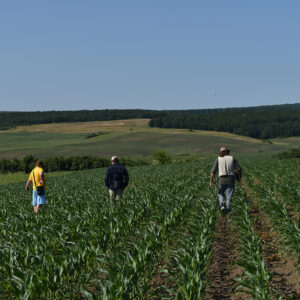 Four people walking through rows of crops.