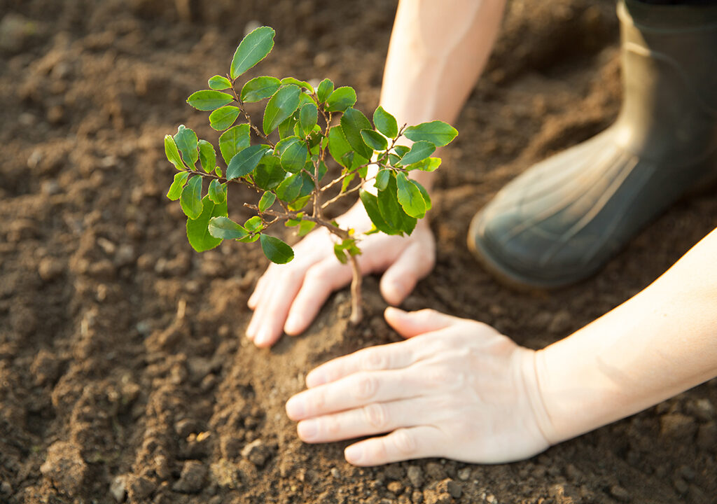planting a young tree