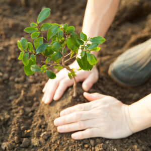 planting a young tree