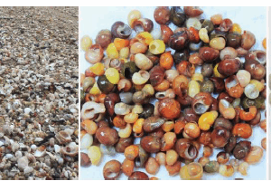 Shells and shell beads