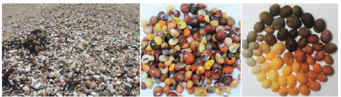 Shells and shell beads