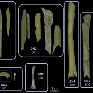 Images of Neanderthal bones