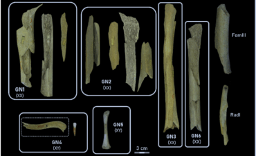 Images of Neanderthal bones
