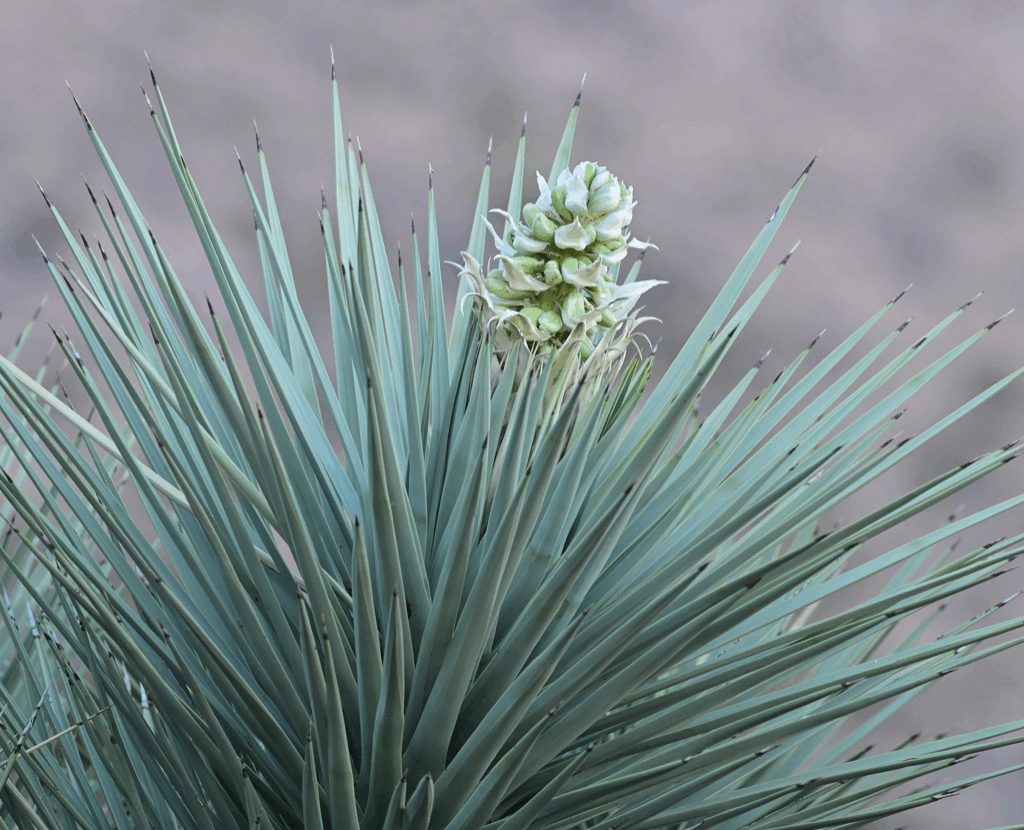 Flowering Joshua tree