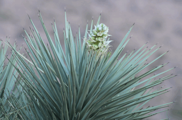 Flowering Joshua tree