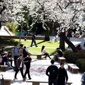 Students walk under trees covered with white flowers.