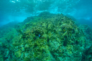 CSUN marine biologist Peter Edmunds said Caribbean fire coral (above) thrives when others die because of its unusual ability to grow in two forms, Photo courtesy of Peter Edmunds.