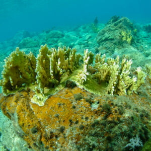 In the battle over the limited space on the shallow reefs of St. John, CSUN’s Peter Edmunds has declared fire corals (above) — with their ability grow either as sheets or trees — the winner. Photo courtesy of Peter Edmunds
