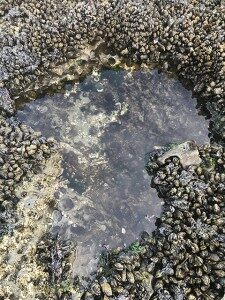 The same mussel tide pool, pictured above left, four weeks after foundation species mussels are removed. Photo courtesy of Jennifer Fields.