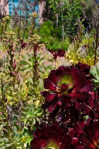 A grove of succulents in CSUN's botanic garden on April 24, 2022 taken by Mercedes Cannon-Tran.