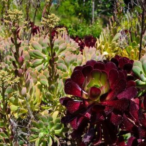 A grove of succulents in CSUN's botanic garden on April 24, 2022 taken by Mercedes Cannon-Tran.
