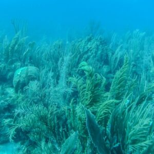 By “spreading the risk” and duplicating roles, Edmunds said, soft corals are better able to withstand the impact of climate change. Photo courtesy of Peter Edmunds.