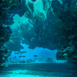 By “diversifying their portfolio,” Edmunds argues, soft corals on the reefs near the Caribbean island of St. John in the U.S. Virgin Islands respond differently to the impact of climate change than their stony counterparts. Photo courtesy of Peter Edmunds