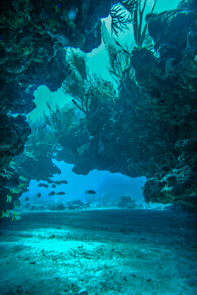 By "diversifying their portfolio," Edmunds argues, soft corals on the reefs near the Caribbean island of St. John in the U.S. Virgin Islands respond differently to the impact of climate change than their stony counterparts. Photo courtesy of Peter Edmunds