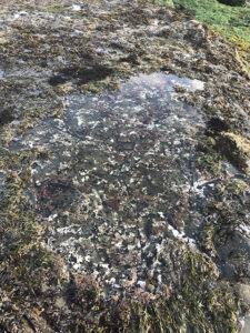 A new study by CSUN marine biologists food that foundation species loss in surfgrass (above) and mussel tide pools immediately alters multiple ecosystem functions. Photo courtesy of Jennifer Fields.