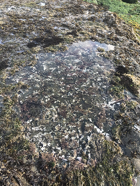 A new study by CSUN marine biologists food that foundation species loss in surfgrass (above) and mussel tide pools immediately alters multiple ecosystem functions. Photo courtesy of Jennifer Fields.