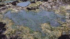 The same tide pool as pictured at the top, before surf grass was removed. Photo courtesy of Jennifer Fields