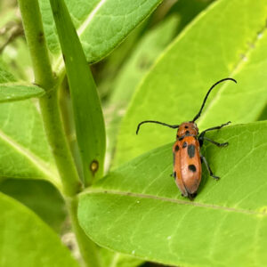 A red milkweed beetle on its host plant. CSUN evolutionary biologist Jeremy Yoder and a team of researchers have demonstrated that intimate interactions between insects and their host plants encourage the formation of new species. Photo courtesy of Jeremy Yoder.