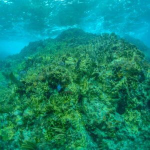 CSUN marine biologist Peter Edmunds said three decades research chronicling the life history of the coral reefs off the Caribbean island of St. John in the U.S. Virgin Islands indicates surviving coral alone cannot keep reefs alive, which has implications for coral reefs around the world. Photo courtesy of Peter Edmunds.