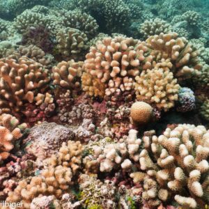 Coral Reef photographed in Mo’orea, French Polynesia. Photo courtesy of Nyssa Silbiger