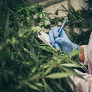 CSUN professor Rachel Giraudo is on a multidisciplinary team researching the history of cannabis in California. Photo by greenleaf123, iStock