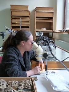 California State University, Northridge anthropologist Hélène Rougier examining remains found found in Goyet, a cave in Belgium. Photo courtesy of Hélène Rougier.