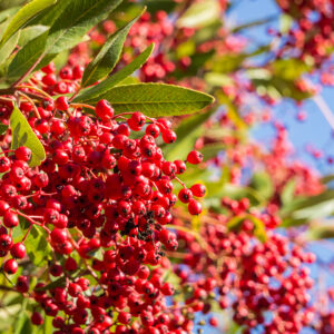 Bright red Toyon (Heteromeles) berries