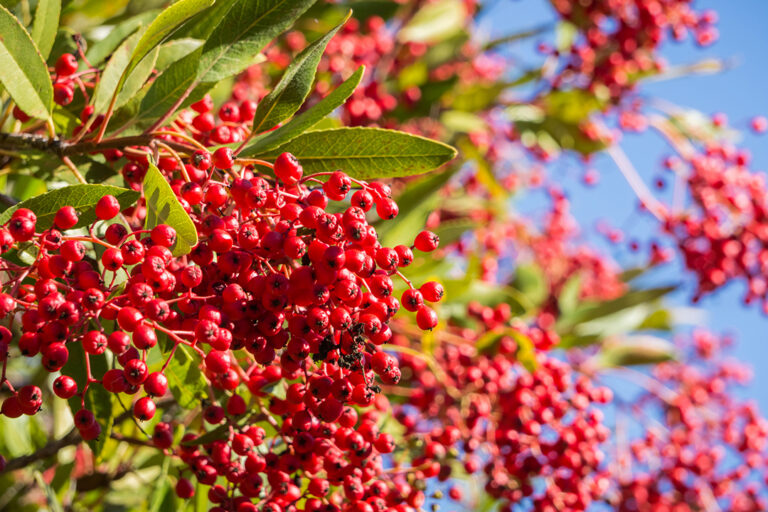 Bright red Toyon (Heteromeles) berries