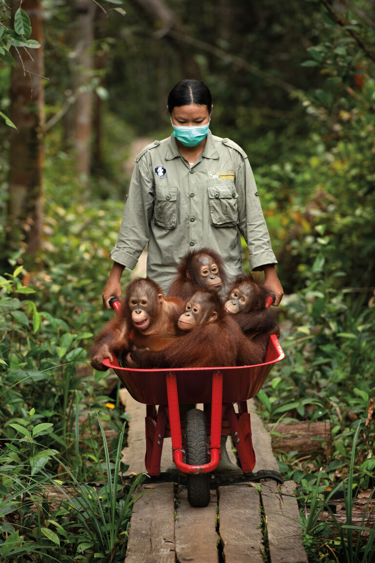 Orphaned orangutans on their way back from Forest School at Nyaru Menteng, Borneo.