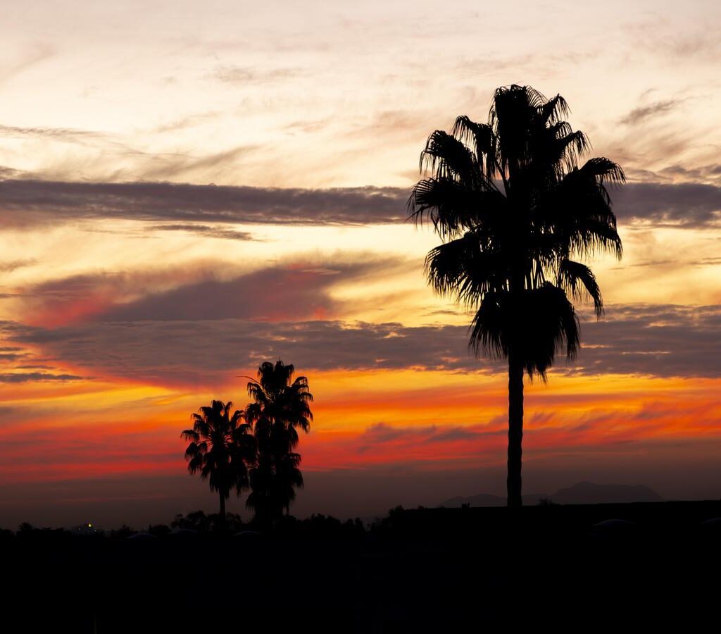 California State University, Northridge, Los Angeles, California, United States, USA, palm tree, sunrise Sunrise is seen at California State University, Northridge in Los Angeles, California, Tuesday, December 3, 2024. (Ringo Chiu / CSUN)