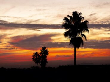 California State University, Northridge, Los Angeles, California, United States, USA, palm tree, sunrise Sunrise is seen at California State University, Northridge in Los Angeles, California, Tuesday, December 3, 2024. (Ringo Chiu / CSUN)