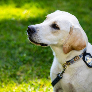 A golden Labrador wearing a police officer's badge